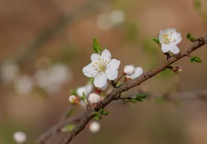 Exquisite White Blossoms: A Close-Up of Spring's Delicate Beauty