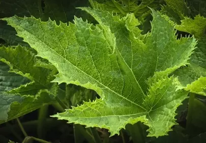 Vibrant Green Squash Leaf: Nature's Intricate Design