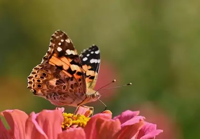 Vibrant Zinnia Delight: Painted Lady Butterfly Close-up