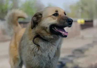 Charming Anatolian Shepherd's Joyful Outdoor Adventure