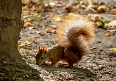 Charming Squirrel Foraging: Adorable Wildlife HD Wallpaper