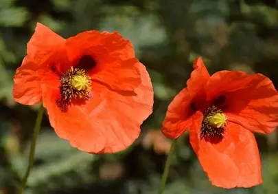 Vibrant Red Poppies: Summer's Delicate Floral Beauty