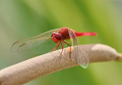 Vibrant Red Dragonfly Perched on a Twig in Spring