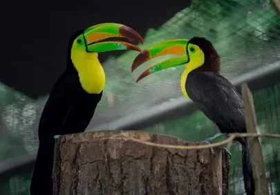 Vibrant Tropical Toucans: A Symphony of Colors