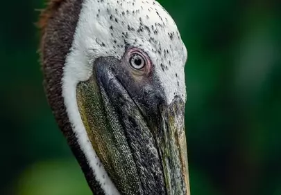 Striking Pelican Profile: Nature's Intricate Beauty Up Close