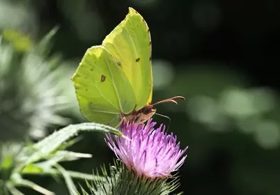 Vibrant Yellow Brimstone Butterfly on Thistle Flower