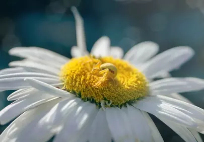 Vibrant Daisy Macro: Spider's Hidden Beauty