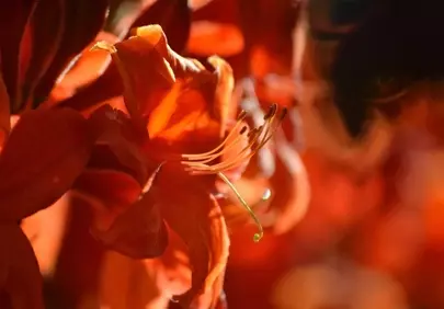 Vibrant Orange Daylily: A Summer's Warm Embrace