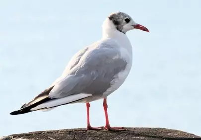 Majestic Seabird: Elegant Black-Headed Gull on a Summer Shore