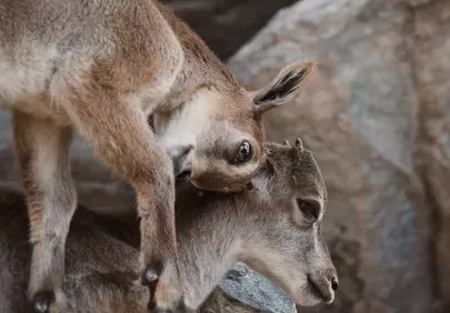 Playful Ibex Kids on Rocky Peaks: Alpine Wildlife Scene