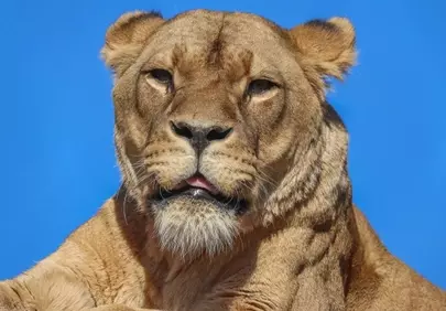 Majestic Lioness: Queen of the Savanna Under a Blue Sky