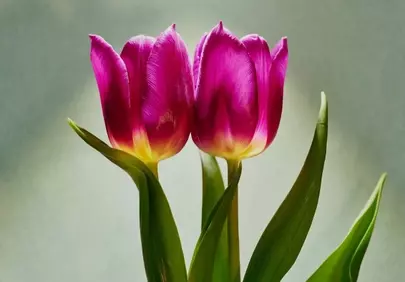 Vibrant Purple Tulips: Elegant Spring Bloom Wallpaper