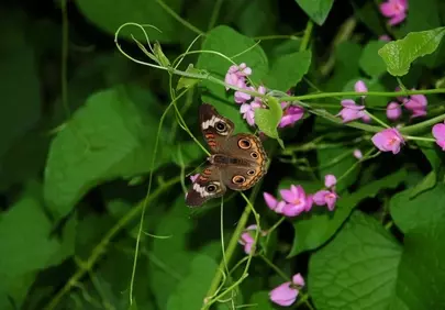Vibrant Spring: Delicate Butterfly on Pink Creepers