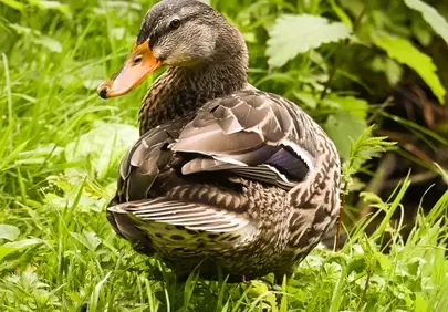 Vibrant Mallard Duck: A Captivating Glimpse in Lush Greenery