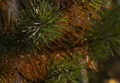 Sun-Kissed Autumn Pine: Nature's Tranquil Beauty Unveiled