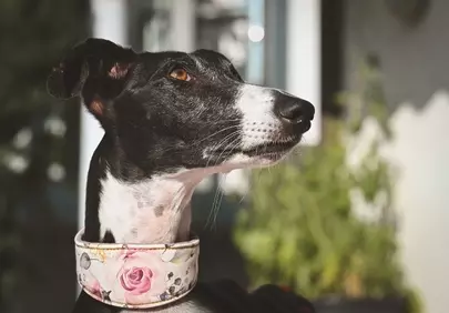 Elegant Greyhound Portrait: Adorable Pet with Floral Collar
