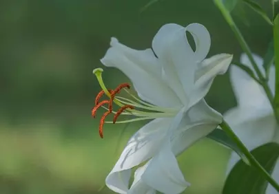 Stunning White Lily Macro: Nature's Delicate Beauty Up Close