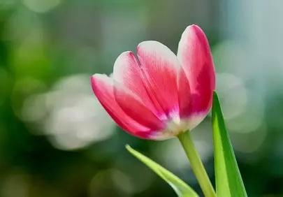 Vibrant Pink Tulip: Macro Blossom Amidst Blurred Greenery