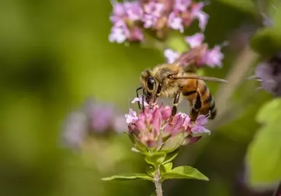 Vibrant Macro: Honey Bee Pollinating Wildflower