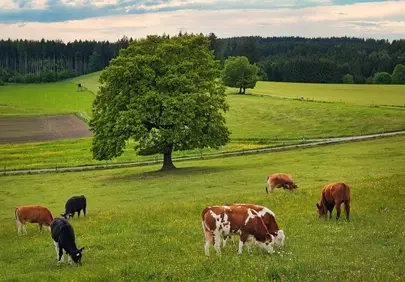 Serene Sunset Pasture: Grazing Cows Amidst Nature's Canvas