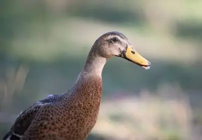 Graceful Indian Runner Duck: A Stunning Nature Portrait