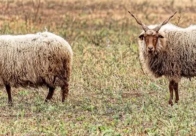 Majestic Hungarian Racka Sheep Grazing in Rural Pasture