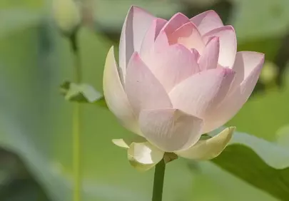 Serene Pink Lotus: A Symbol of Purity and Tranquility