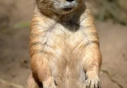 Curious Prairie Dog: Adorable Wildlife Close-up