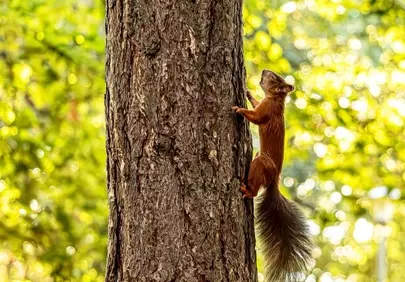 Sunlit Squirrel's Ascent: Nature's Agile Climber