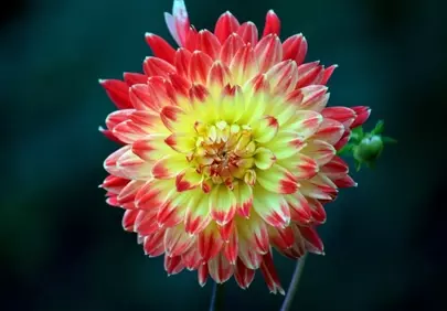 Vibrant Dahlia: A Symphony of Red and Yellow Petals