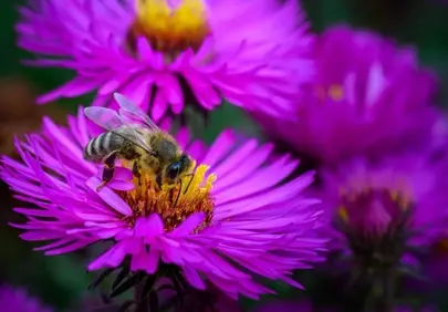 Vibrant Purple Bloom: Honey Bee's Nectar Quest