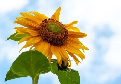 Vibrant Sunflower Blooming Under Azure Sky
