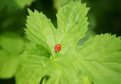Vibrant Ladybug on Leaf: A Macro Nature Delight