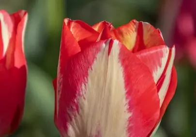 Vibrant Spring Tulip: A Symphony of Red and Cream