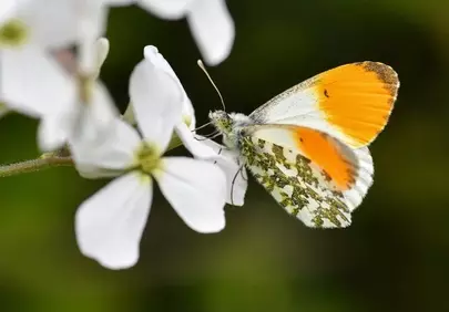 Vibrant Orange-tip Butterfly on Delicate White Bloom