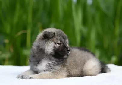 Adorable Fluffy Eurasier Puppy Resting Peacefully