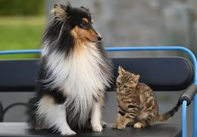 Charming Duo: Shetland Sheepdog Stuart and Adorable Kitten Mila