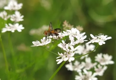 Vibrant Macro: Fly on White Coriander Flowers in Nature's Detail