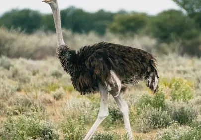 Majestic Ostrich Striding Through Arid Grasslands