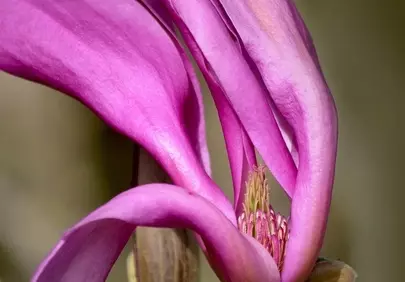 Vibrant Purple Magnolia: Close-up of a Spring Blossom