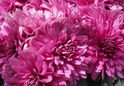 Vibrant Pink Asters: Autumn's Delicate Floral Embrace
