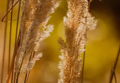 Golden Hour Glow: Soft Pampas Grass in Autumn Hues