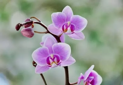 Stunning Purple Orchid Blooms: Nature's Delicate Beauty