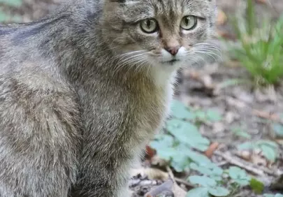 Alert Wildcat: Majestic Gaze in its Natural Habitat