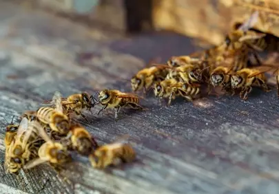 Buzzing Biodiversity: Honeybees Guarding Their Hive Entrance