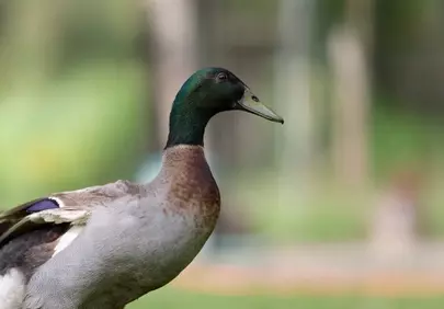 Vibrant Indian Runner Duck: Graceful Nature Portrait