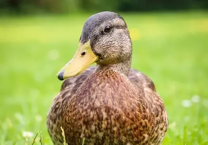Vibrant Mallard Duck: A Serene Spring Close-up