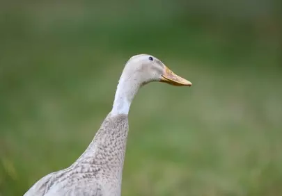 Graceful Duck in Rustic Nature: A Calming Countryside Glimpse