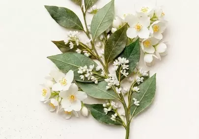 Stunning Jasmine Bloom: Natural Floral Art for Your Space