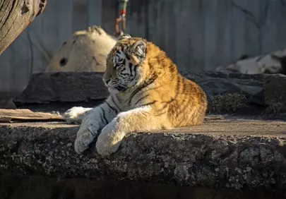 Adorable Tiger Cub: Savannah Serenity Captured